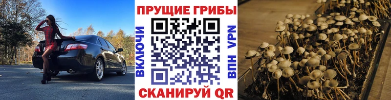 Галлюциногенные грибы MAGIC MUSHROOMS  закладка  кракен ССЫЛКА  Новое Девяткино 
